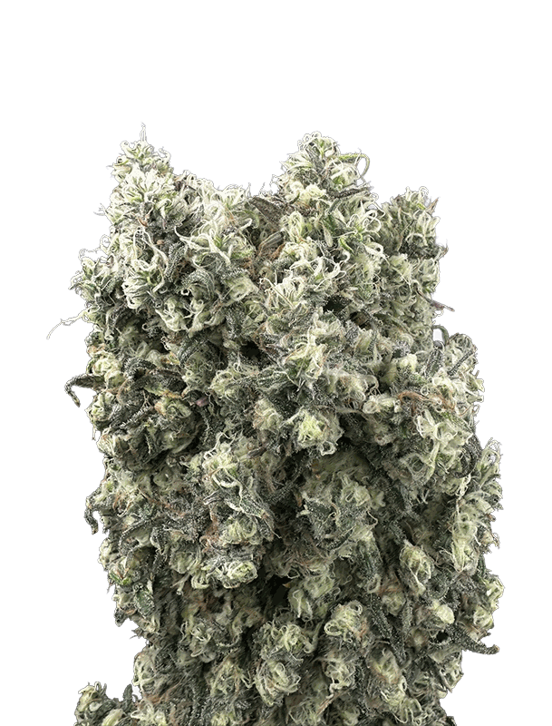 Blue Dream