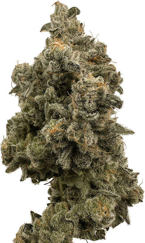 Citrus Kush