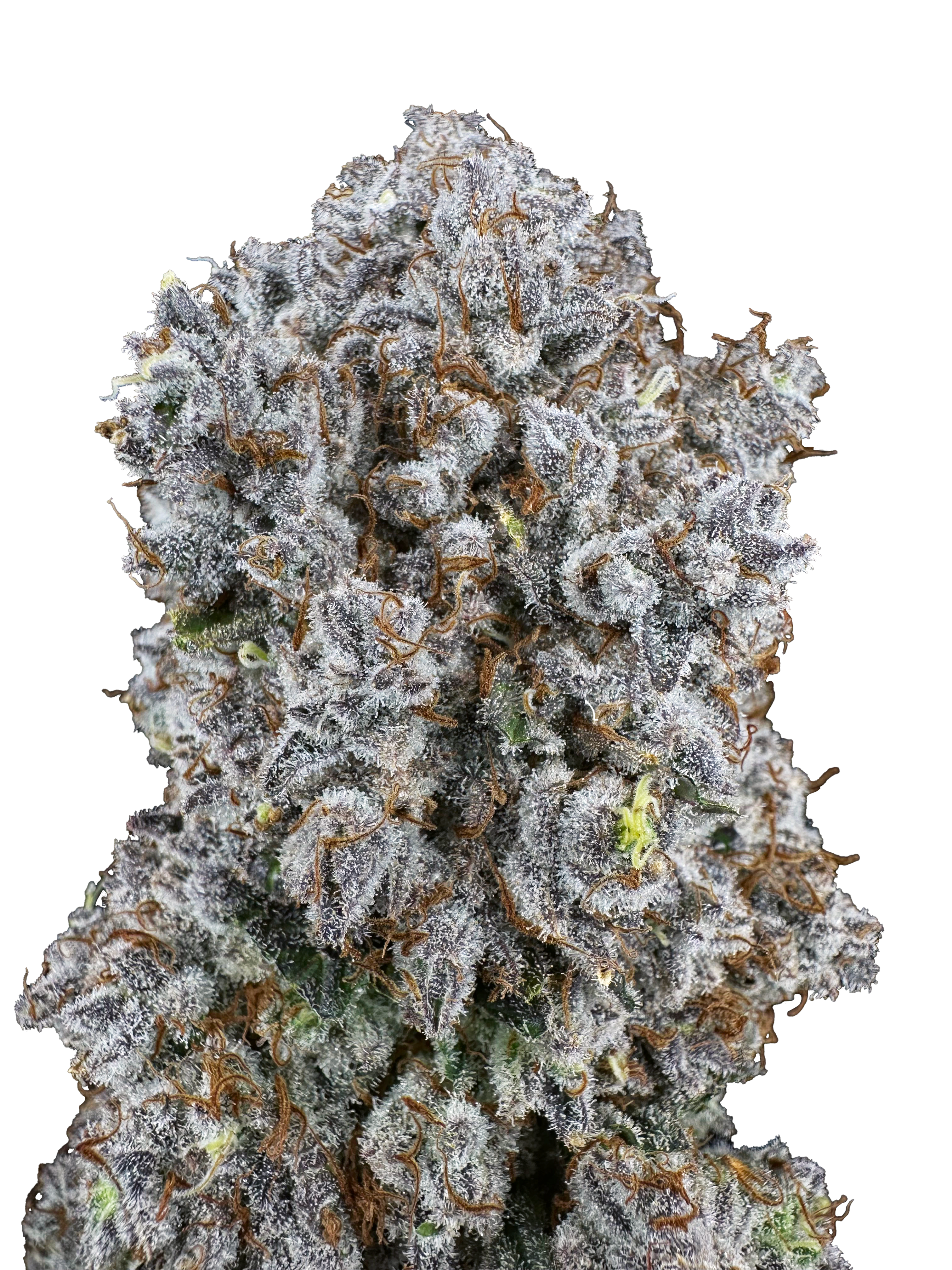 Mandarin Cookies x Haze