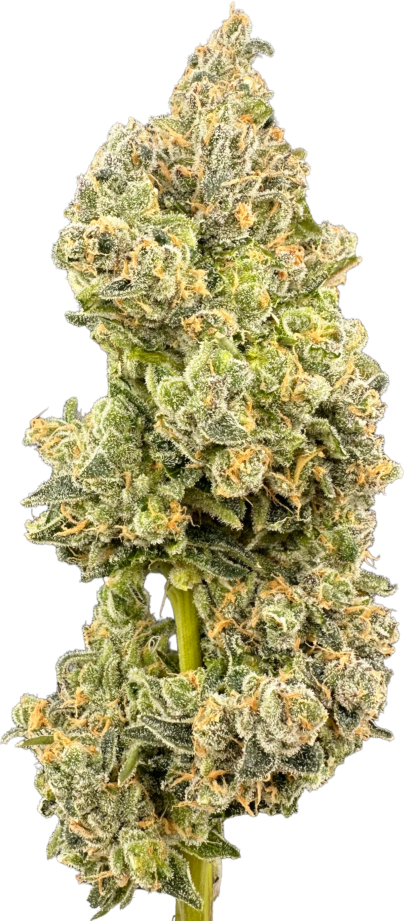 Sour Goat x GDP