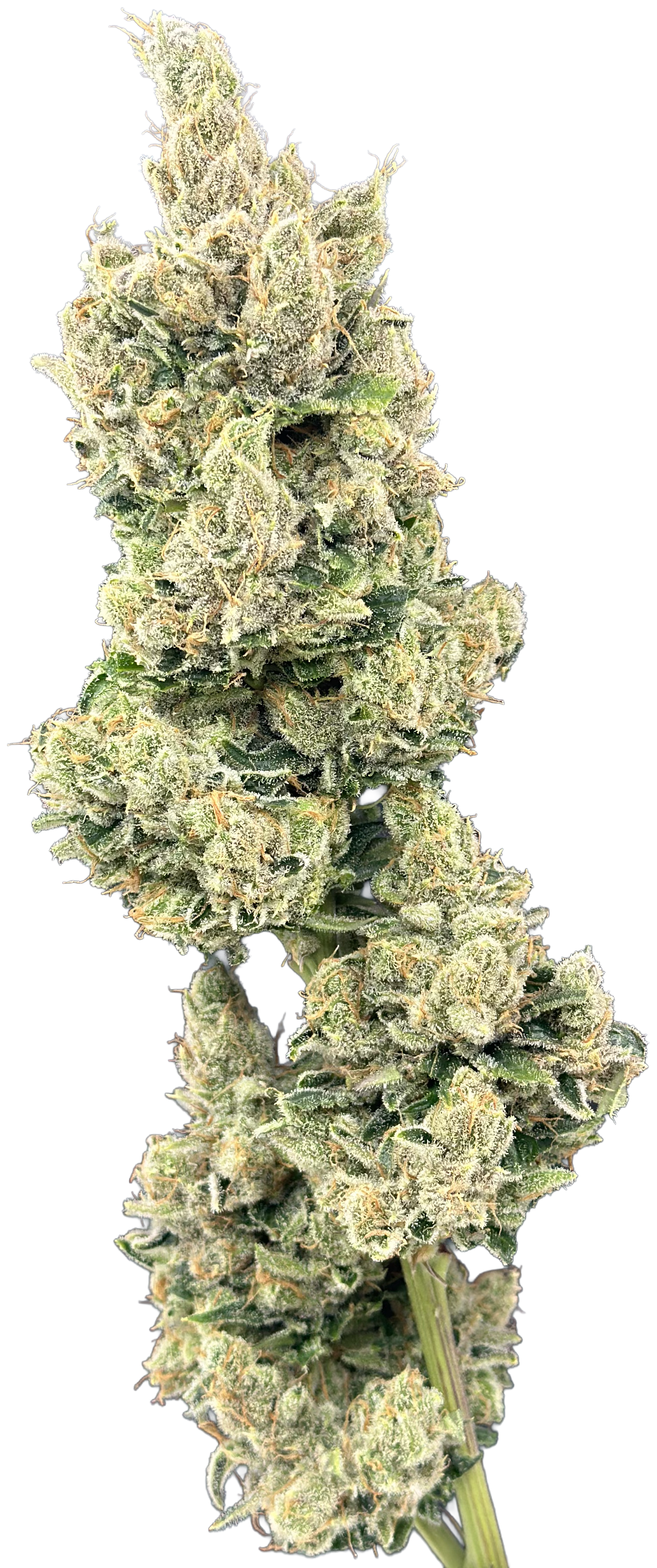 Sour Goat